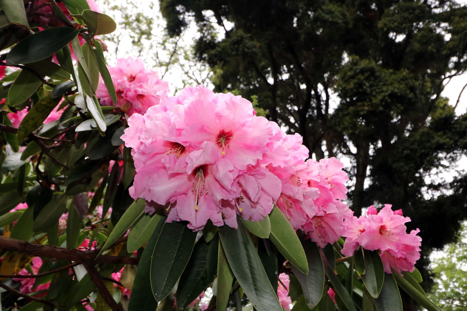 2017 10 15 Botanic Gardens 04